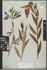 Foto von Salix alba L. x Salix fragilis L.